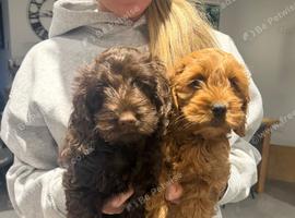 2 beautiful cockerpoo puppies