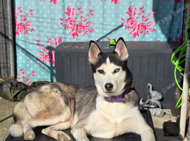 Female Siberian Husky