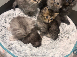 Fluffy kittens