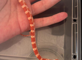 corn snakes