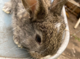 French lop for sale in London