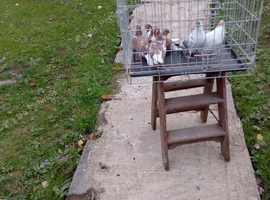 Pigeons