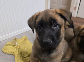 Belgian Malinois Puppies for Sale (Working Line)