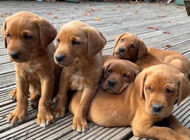 Beautiful fox red labradors