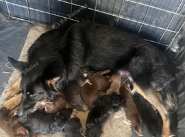 Straight-Back German Shepherds