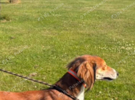 Saluki lurcher Dog