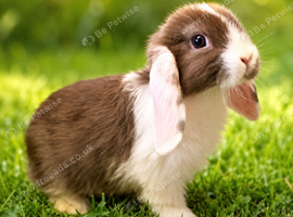REDUCED5 beautiful baby mini lop bunny&rsquo;s