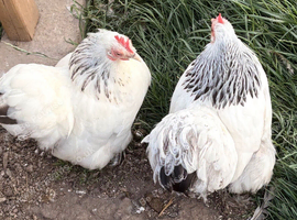 White Sussex pekin hens