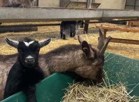 Nanny goat with kid at foot