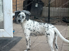 Dalmatian x Jack russel