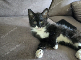 Kitten