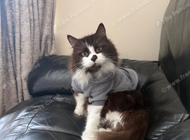 norwegian forest cat male