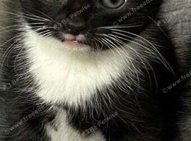 Ojos azules 10 weeks