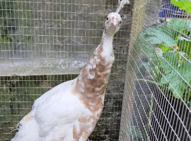 Yearning  Cameo / Lavender Pied Peahen &ndash; Rare Colour Mutation