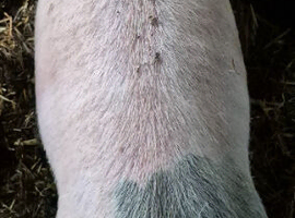4 Gilt weaners for sale