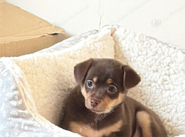 Rolo