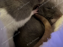 2x Female Rats with cage and accessories