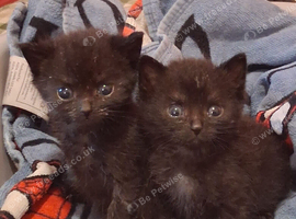 **Two adorable hand-reared kittens looking for their forever homes!**