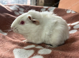 Baby boy guinea pig