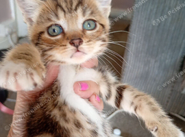 Beautiful half Burmese kitten