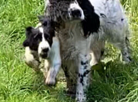 English Springer Spaniel puppy