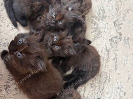 X4 RAGDOLL