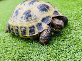 Turtle