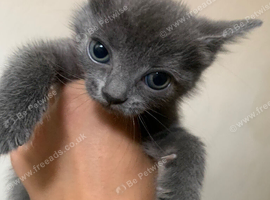 3 female kittens for sale