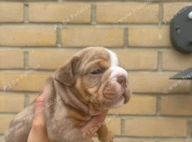 Beautiful English bulldogs