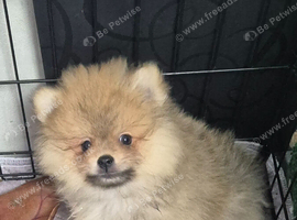 Pomeranian puppies