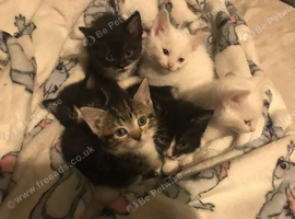 5 kittens for sale
