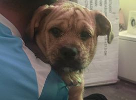 Pocket bully cross staffy