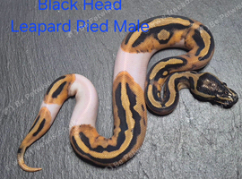 Various Ball Python Hatchlings