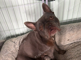 Beautiful french bulldogs for reserv and sale