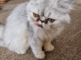 Beautiful Mochi &ndash; 7-Month-Old Female Cat