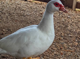 Muscovy Ducks