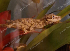 Reticulated Gargoyle Gecko