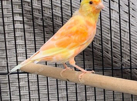 5 young canaries