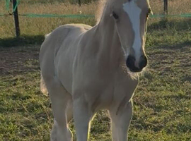 Stunning Filly Foal Warmblood x Cob Mature 16hh+ available at weaning