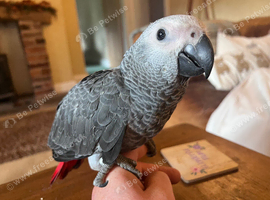 Baby african greys *2 remaining*