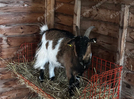 2x Pygmy goat wethers