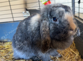 Gorgeous bunny for sale