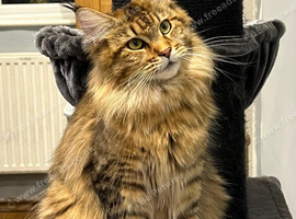 Stunning Maine Coon Cubs