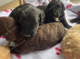F1b cavapoo therapy dog parents