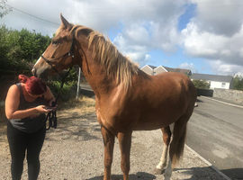 Welsh d filly