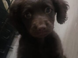 1 female cockapoo