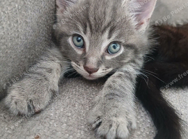 Male kitten looking for his forever home