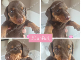 Chocolate &Tan Dachshund Puppies