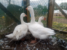 Emden goose