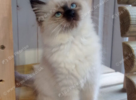Ragdoll kitten, Available Girl